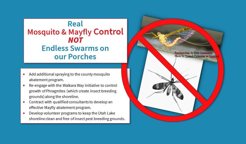 Mayflies Mosquito